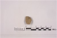 藏品(石蕊屬)的圖片